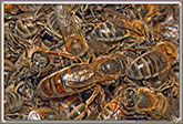 Abeille (reine)
